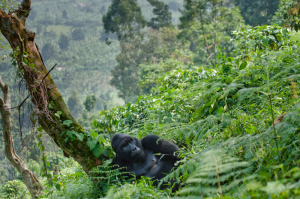 Visiting The Congolese Gorillas In Virunga National Park Tour Packages